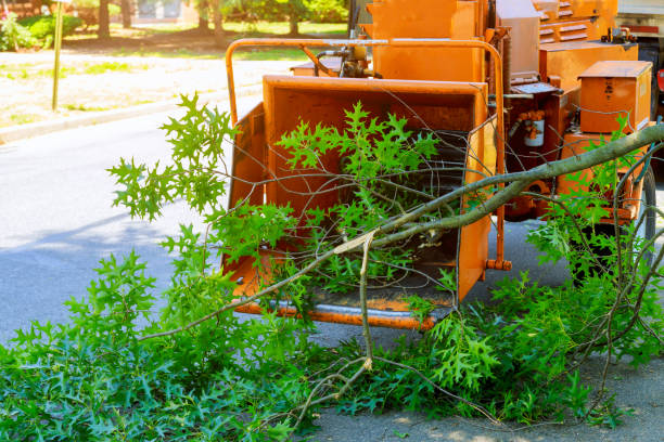 Best Tree Pruning Services  in Lake Wildwood, CA